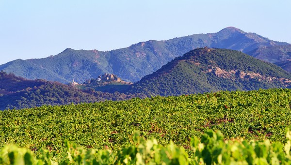 Vignoble de Linguizzetta