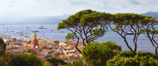 Grands pins au-dessus de Saint-Tropez de la Côte D'Azur